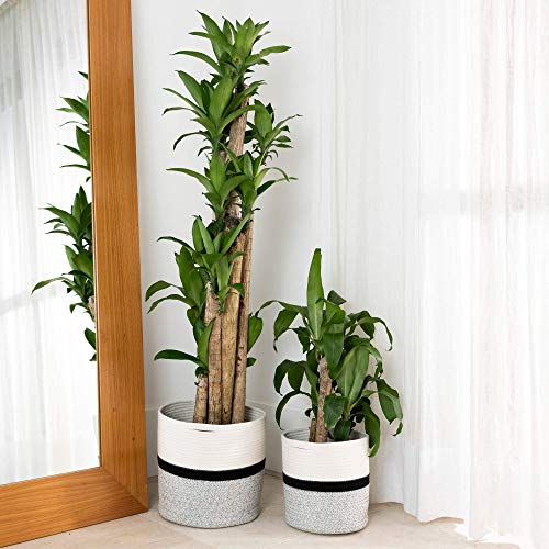 indoor plants in baskets OrganiHaus 2-Pack Black Cotton Rope Planter Baskets for Indoor Plants | Storage Basket for Crafts, Toys and Towels